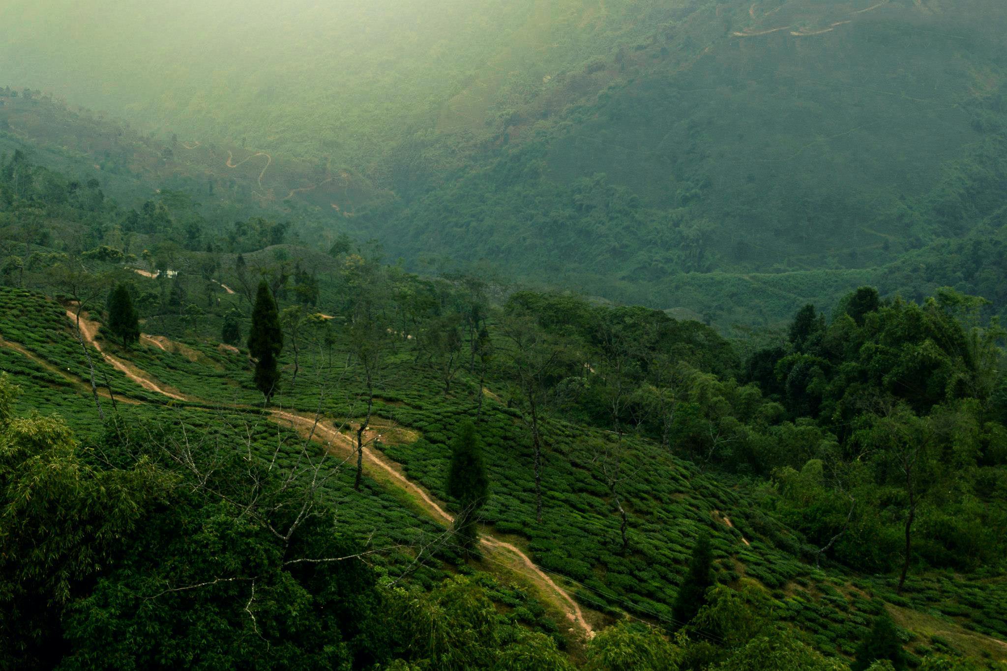 Why People Love Darjeeling.