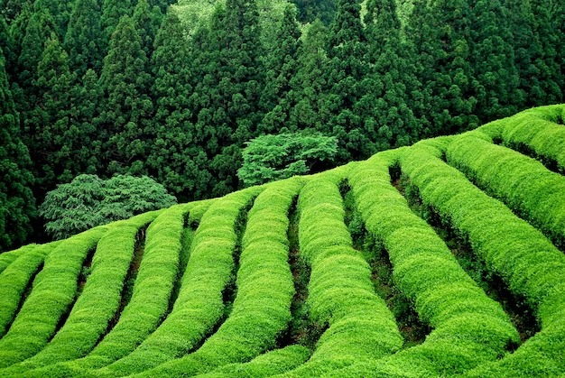 Darjeeling Tour Package For Couple
