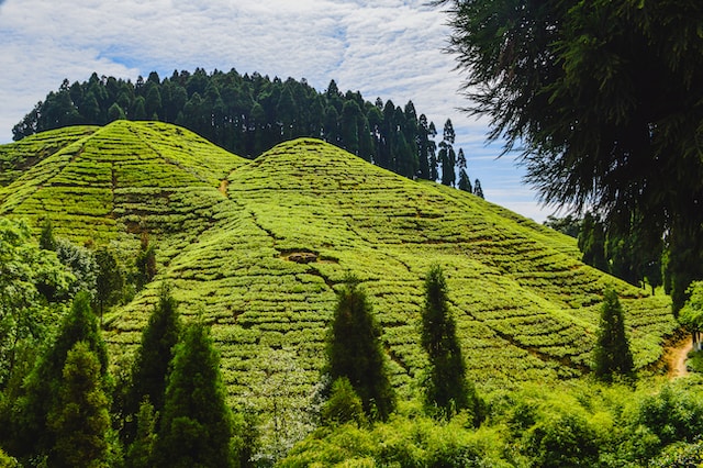 5N 6D SOUTH WEST SIKKIM Tour Package